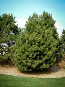 Сосна Чёрная (Pinus Nigra) купить по цене от 270.00р. в интернет-магазине «Посадика» с доставкой почтой в в Нижние Сергие и по всей России – [изображение №1].