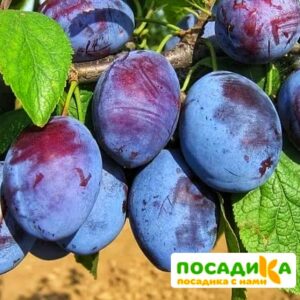 Слива Чачакская ранняя купить по цене от 229.00р. в интернет-магазине «Посадика» с доставкой почтой в в Нижние Сергие и по всей России – [изображение №1].