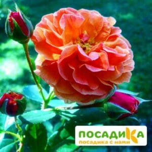 Роза Арабия купить по цене от 350.00р. в интернет-магазине «Посадика» с доставкой почтой в в Нижние Сергие и по всей России – [изображение №1].