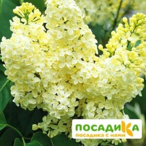 Сирень Примроуз (Primrose) купить по цене от 529.00р. в интернет-магазине «Посадика» с доставкой почтой в в Нижние Сергие и по всей России – [изображение №1].