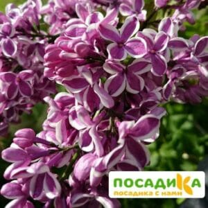 Сирень Сенсация купить по цене от 529.00р. в интернет-магазине «Посадика» с доставкой почтой в в Нижние Сергие и по всей России – [изображение №1].