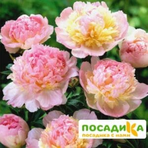 Пион Распберри Сандей (Paeonia Raspberry Sundae) купить по цене от 959р. в интернет-магазине «Посадика» с доставкой почтой в в Нижние Сергие и по всей России – [изображение №1].