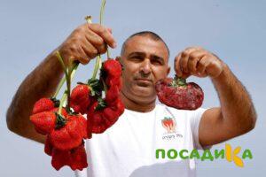 Клубника Гигант Джорнея купить по цене от 266р. в интернет-магазине «Посадика» с доставкой почтой в в Нижние Сергие и по всей России – [изображение №1].