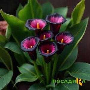 Калла Аура Лейс купить по цене от 400р. в интернет-магазине «Посадика» с доставкой почтой в в Нижние Сергие и по всей России – [изображение №1].