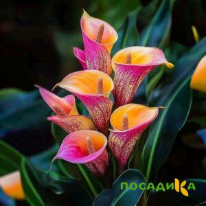 Калла Оникс купить по цене от 450р. в интернет-магазине «Посадика» с доставкой почтой в в Нижние Сергие и по всей России – [изображение №1].