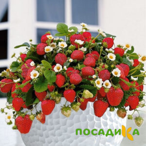 Клубника Рубиновый Шепот (горшечная) купить по цене от 240р. в интернет-магазине «Посадика» с доставкой почтой в в Нижние Сергие и по всей России – [изображение №1].