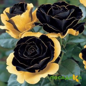 Роза Ханни Сикл купить по цене от 700р. в интернет-магазине «Посадика» с доставкой почтой в в Нижние Сергие и по всей России – [изображение №1].