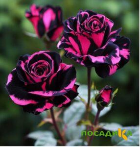 Роза Багровый Шепот купить по цене от 366р. в интернет-магазине «Посадика» с доставкой почтой в в Нижние Сергие и по всей России – [изображение №1].