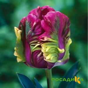 Тюльпан Экзотик Хэвен купить по цене от 186р. в интернет-магазине «Посадика» с доставкой почтой в в Нижние Сергие и по всей России – [изображение №1].